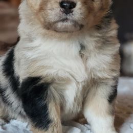Australian Shepherd and Miniature Australian Shepherd Puppies from KSH Aussie Haven