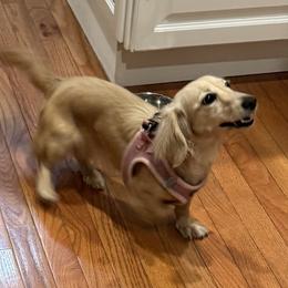 Alice - Dachshund