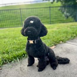 Cece - Goldendoodle