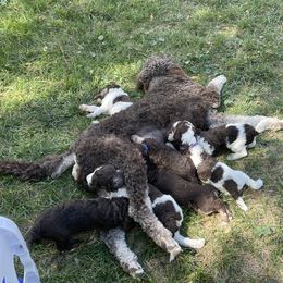 Poodle Puppies from Country Side Kennels