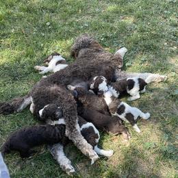 Poodle Puppies from Country Side Kennels