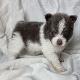 Claire - Red and white female Pomsky puppy in Oak Forest, Illinois from Illinois Poms