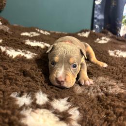 Aemond - Lilac tri-color male American Bully puppy in Henderson, Kentucky from Medusa’s Bullies