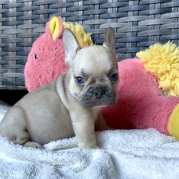 'Robinhood' Cocoa Fawn male - Liver male French Bulldog puppy in Gulf Breeze, Florida from SW Frenchies