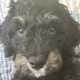 Penelope - Phantom female Goldendoodle puppy in Benson, North Carolina from Yvonne❤️Goldendoodles