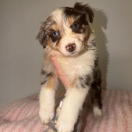 Bunny - Red merle female Australian Shepherd puppy in Anniston, Alabama from All Hale Aussies