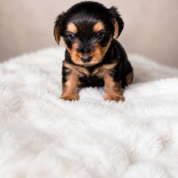 Marshall - Black and tan male Yorkshire Terrier puppy in Broxton, Georgia from More Than Family