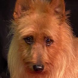 Whiskey - Australian Terrier