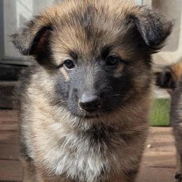 Ratite - Sable female German Shepherd puppy in Olean, New York from F&B Kennels