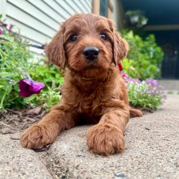 Virginia - Red female Irish Doodle puppy in Hammond, Wisconsin from Queen of the Hill Puppies