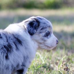 Biscuit - Blue merle male Miniature American Shepherd puppy in Stephenville, Texas from Diamond H Aussies