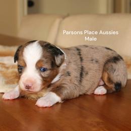 Gorgeous boy - Blue merle male Miniature Australian Shepherd puppy in Chandler, Oklahoma from Parsons Place Aussies