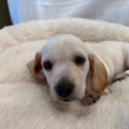 Casper - Cream male Dachshund puppy in Fruita, Colorado from M & M Breeding