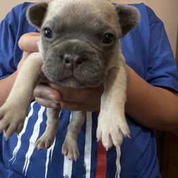 Girl 4 - French Bulldog puppy in Williamston, North Carolina from Beth’s Precious Dachshunds and Frenchies