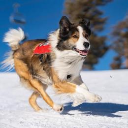 Border Collie puppies from R3 Sport Dogs (R3 Goldens/ R3 Border Collies)