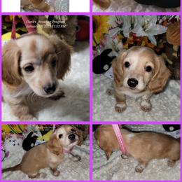 Dachshund Puppies from CLARK'S BREEDING PROGRAM