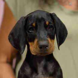 Lime collar - Black and rust male Doberman Pinscher puppy in Santa Clarita, California from Riviera Dobermans