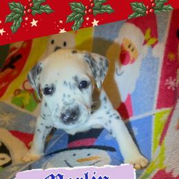 Merlin - White and black male Dalmatian puppy in Las Vegas, Nevada from 101 Dew Dream Valley Dalmatians