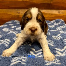 PB3 - Tri-Roan male English Springer Spaniel puppy in Britton, South Dakota from K&S Canines
