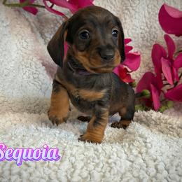 Sequoia - Wild boar female Dachshund puppy in Columbia, Missouri from Royal Bloodline Canines