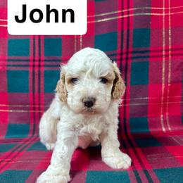John - Buff and white male Cockapoo puppy in Lebanon, Missouri from Kaitlen's Doodle Pups