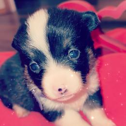 American Corgi Puppies from Highland corgis