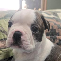 Heart of Gold - Brindle and white male Boston Terrier puppy in Elk, Washington from Grizzly Bear Bostons