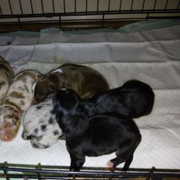 Miniature Australian Shepherd puppies from Donaldson Dogz