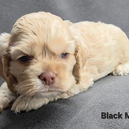 Black - Buff male Cocker Spaniel puppy in Lebanon, Missouri from Spring Hollow Cocker Spaniels