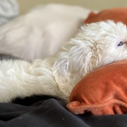 Sheepadoodles from Wiggles & Woofs of Oklahoma