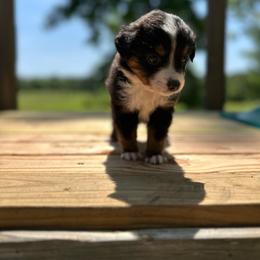 Skye - Black tri female Miniature Australian Shepherd puppy in Doddridge, Arkansas from Huddleston Farm