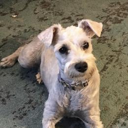 Miniature Schnauzers from Canyon Rose Schnauzers