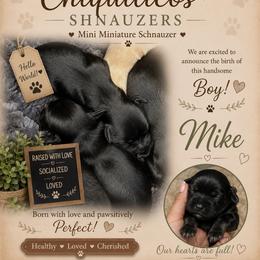 Mike - Black male Miniature Schnauzer puppy in Miami, Florida from Chiquiticos Shnauzers