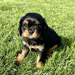 Cavalier King Charles Spaniel Puppies from Ruby’s puppies