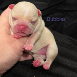 Bubbles - Cream female French Bulldog puppy in Moses Lake, Washington from Edgewater Frenchies
