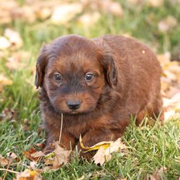 Reese - Red male Whoodle puppy in West Bend, Iowa from Blue Skies Terriers