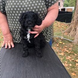 Portuguese Water Dog Puppies from Presidio PWDs
