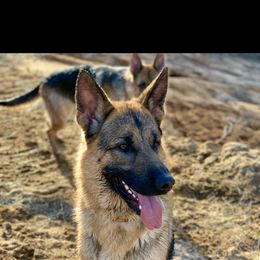 German Shepherd All Grown Up from Angel Oak German Shepherds