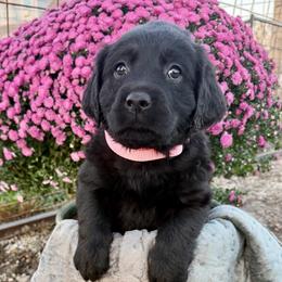 Pinky - Black female Labrador Retriever puppy in Baldwin City, Kansas from Hedge Lane Labradors