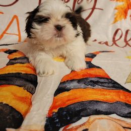 Sleepy - Liver and white male Shih Tzu puppy in Parma, Ohio from D's DeVine Shih-Tzu