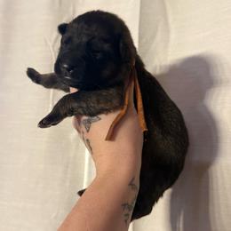 Godiva - Sable female German Shepherd puppy in Beryl, Utah from Von Den Mächtigen Kennels