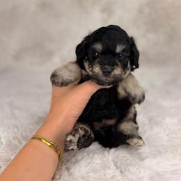 7 Brew - Tri-color male Bernedoodle puppy in Sweetwater, Florida from Sandy Snout Doodles