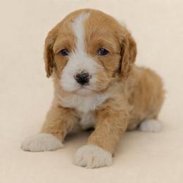 Biscuit - Red and white male Cockapoo puppy in Santa Barbara, California from K+C Doodles