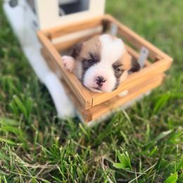Amos - Red male Pembroke Welsh Corgi puppy in Sheldon, Missouri from Clearsky Corgis