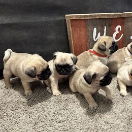 Pug Puppies from Cameo's Pugs