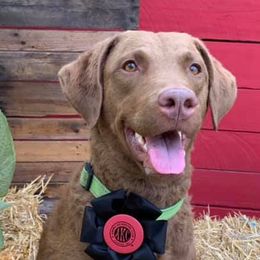 Chesapeake Bay Retrievers from Down Home Chesapeakes