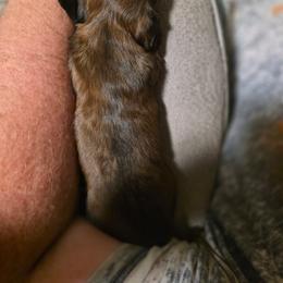 Wario - Sable male Dachshund puppy in Oklahoma from Wilkinson’s Waggish Weiner Dogs