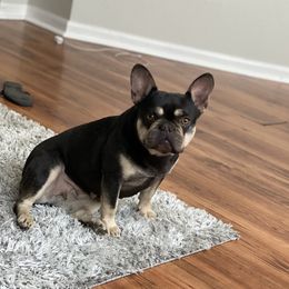 French Bulldog All Grown Up from Meraki Bulldogs