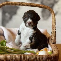 Bernedoodle Puppies from Creekside Doodles