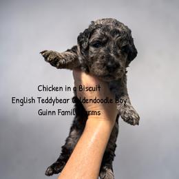 Chicken in a Biscuit - Merle male Goldendoodle puppy in Grove, Oklahoma from Guinn Family Farms